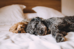 Should Your Pet Be Sleeping in Bed With You?